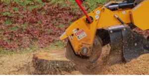 tree stump removal and cleaning Adelaide